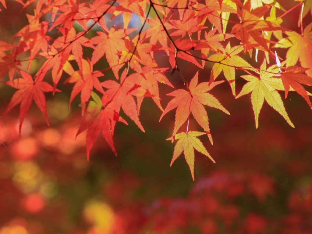 宝満宮竈門神社紅葉