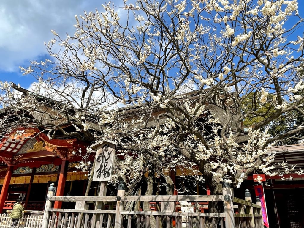 太宰府天満宮の梅の花