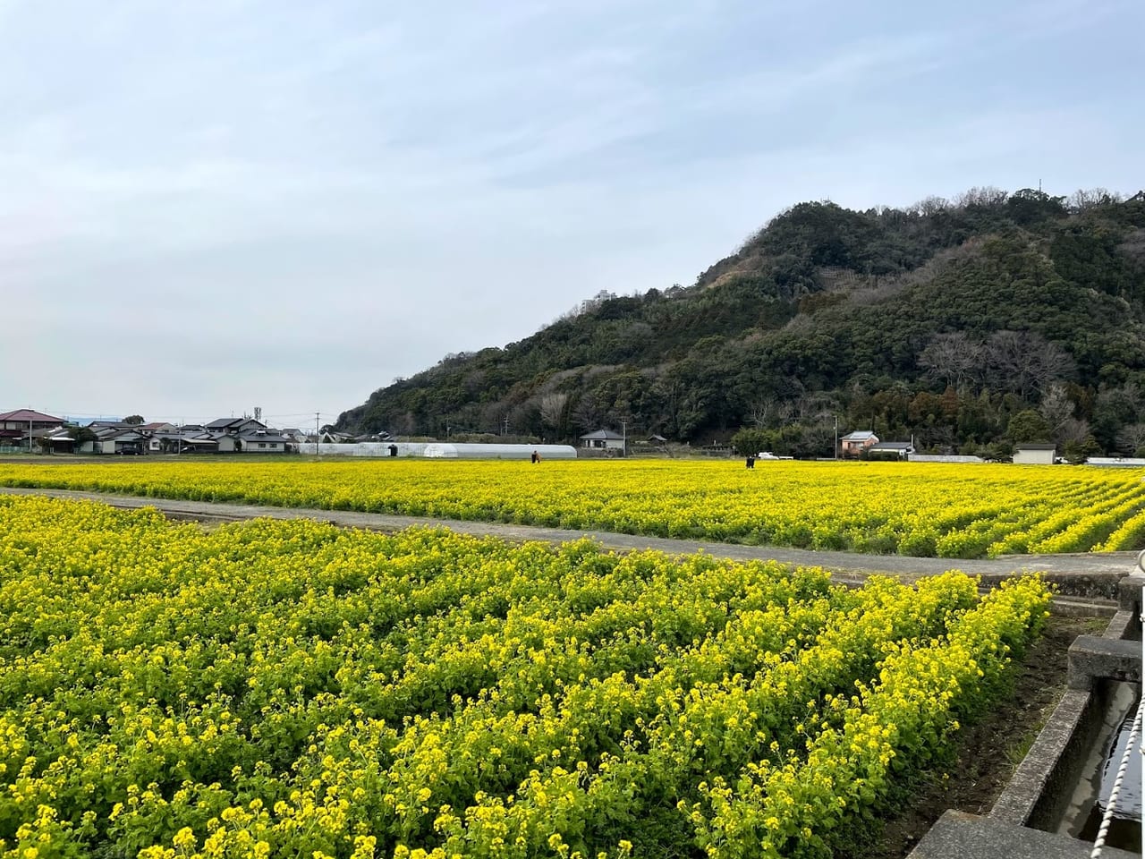 朝倉市-菜の花畑