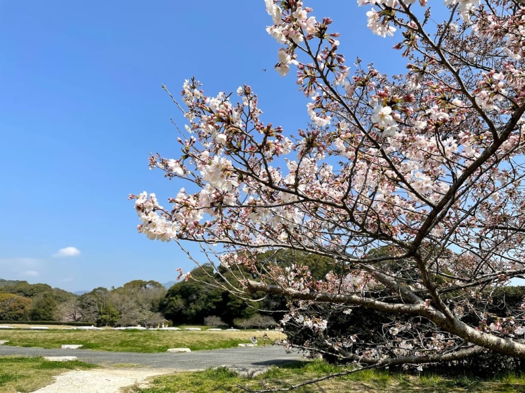 大宰府政庁跡の桜