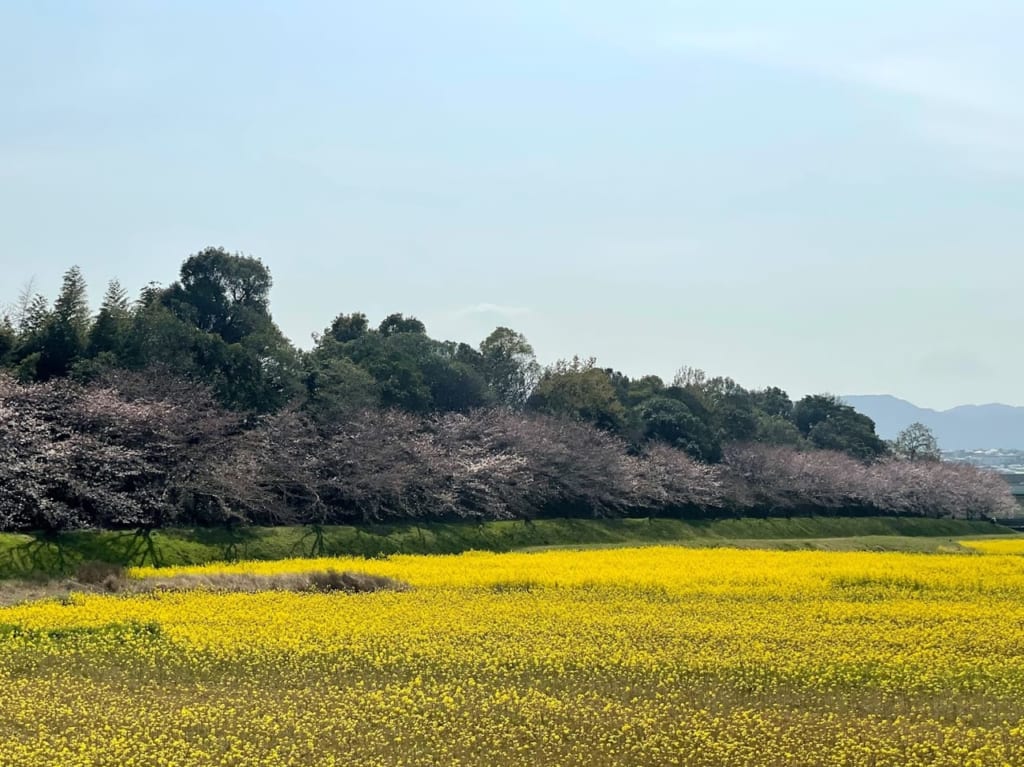 水城跡菜の花と桜のコラボ