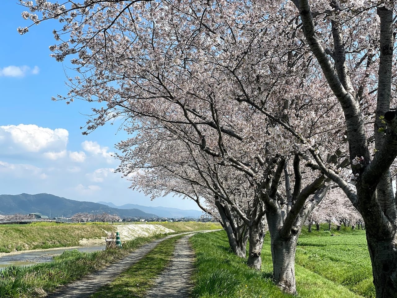 筑前町 現在八分咲きといったところでしょうか 筑前町の桜の名所 草場川の桜並木 は満開まであと少しです 号外net 筑紫野市 太宰府市 朝倉市