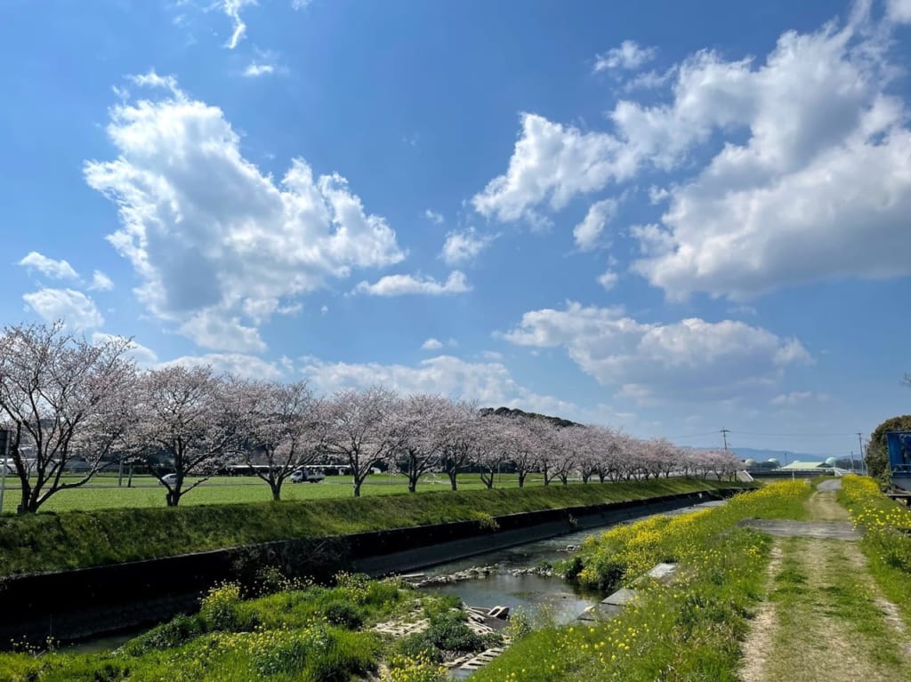 筑前町の草場川桜並木