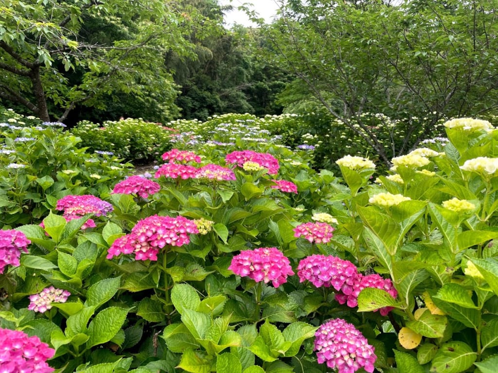 天拝山歴史自然公園-あじさい園