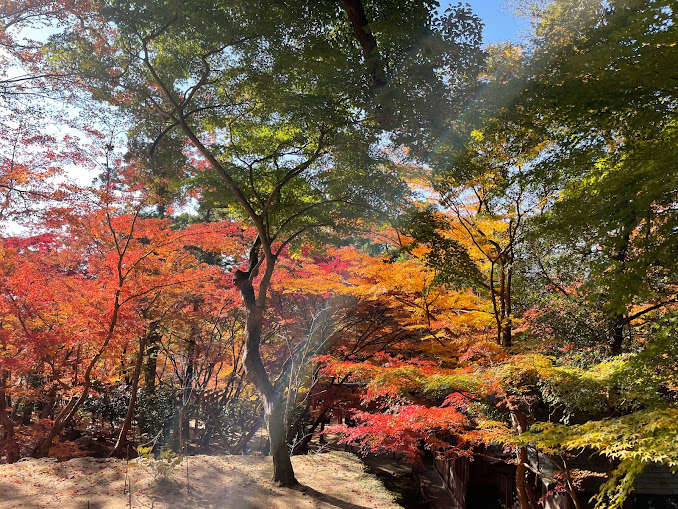 太宰府市 宝満宮 竈門神社の紅葉が絶景 色鮮やかな葉が美しすぎる 現在見頃を迎えています 号外net 筑紫野市 太宰府市 朝倉市