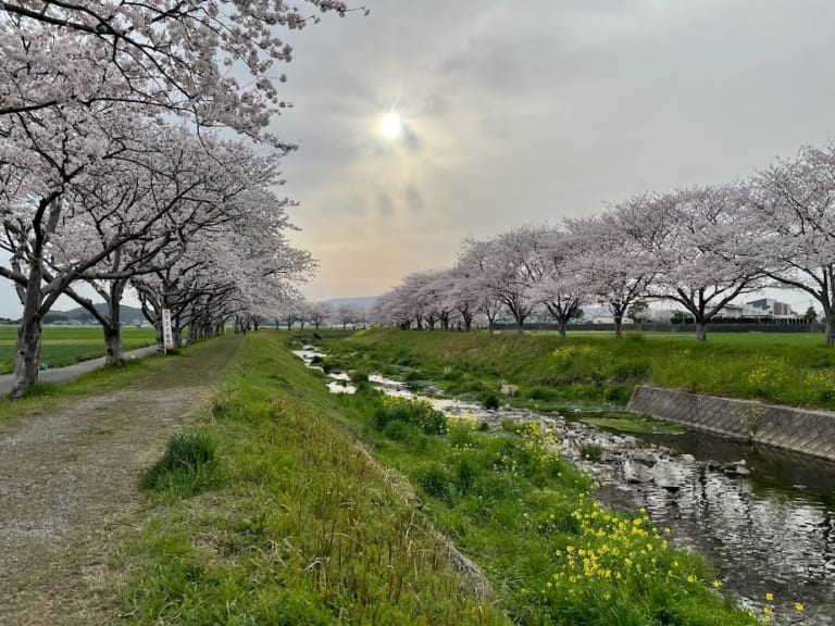 草場川の桜並木