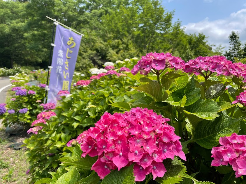天拝山歴史自然公園の紫陽花