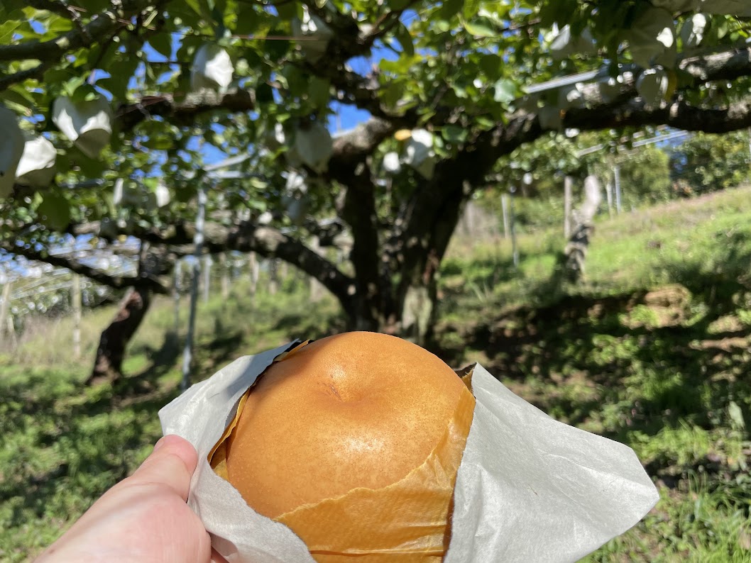 長野幸水園で梨狩り体験