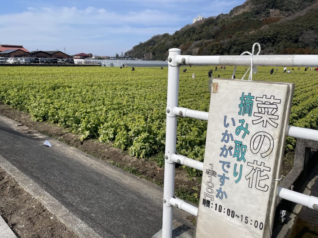 道の駅原鶴菜の花摘み取り体験