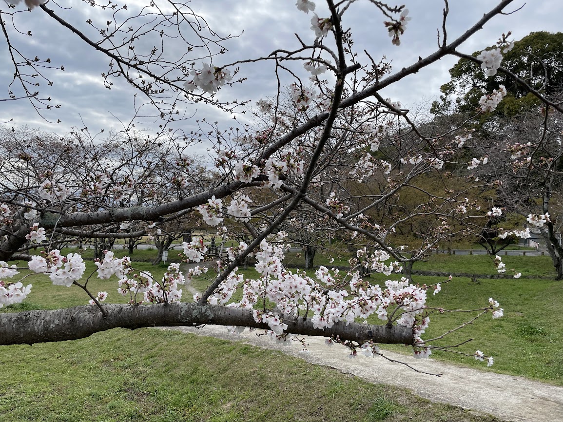 桜開花2023.3.22現在