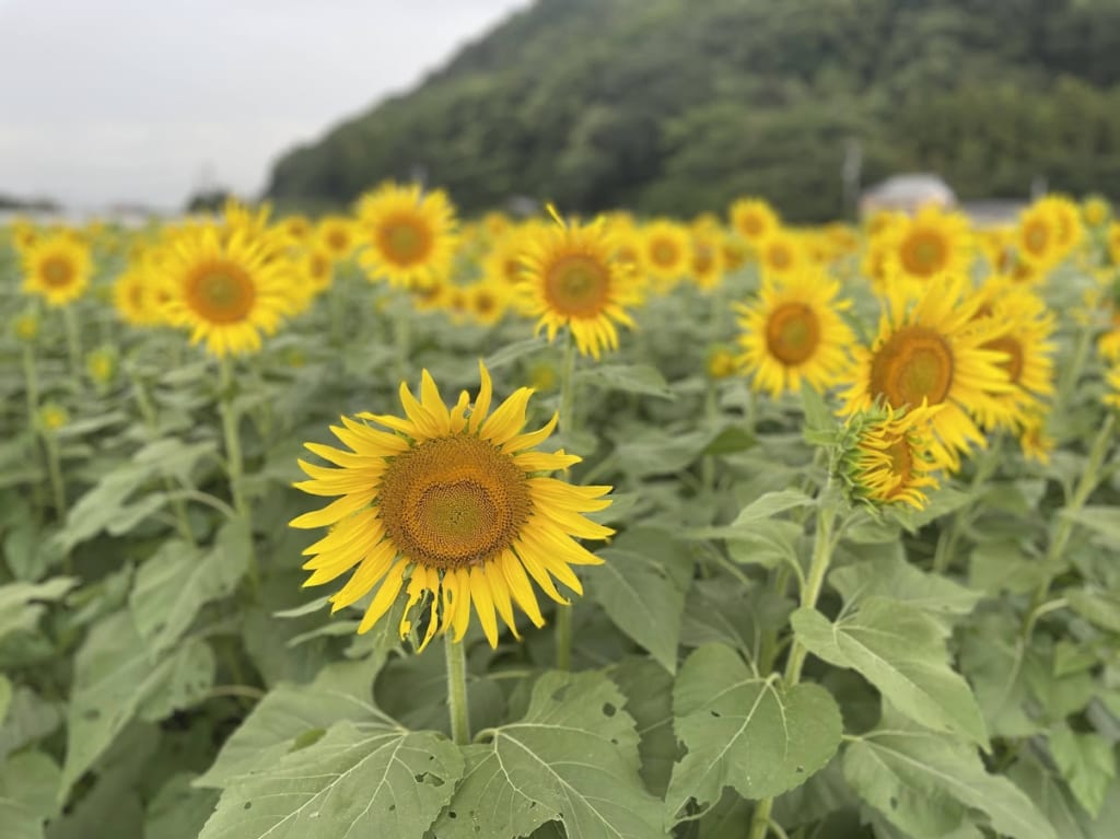 道の駅原鶴前ひまわり畑