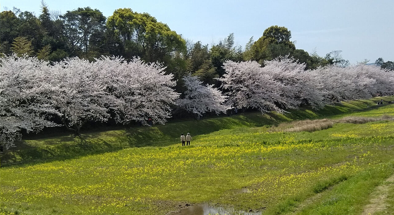 太宰府市水城の桜と菜の花