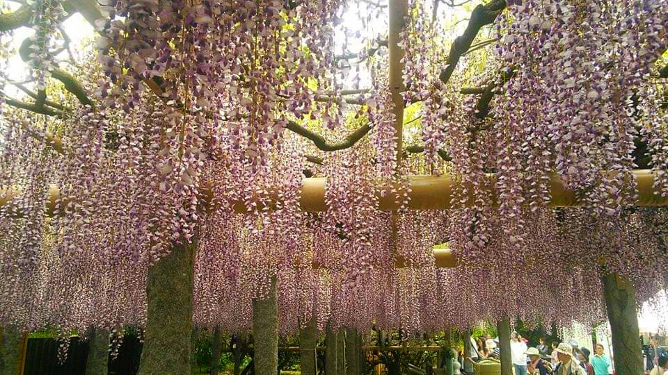 武蔵寺藤の花