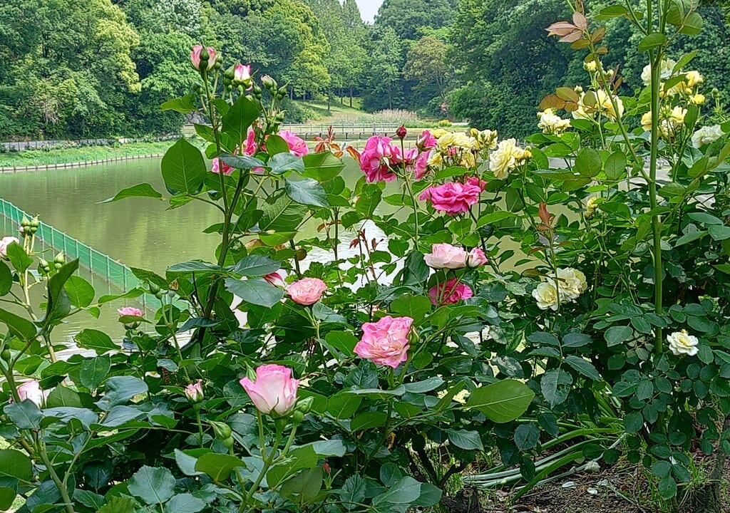 日本経済大学ローズガーデンのバラと池