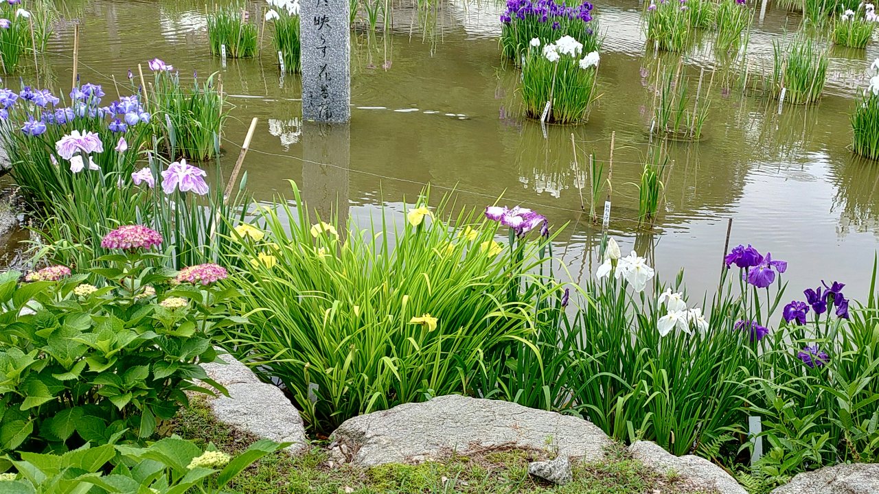 太宰府天満宮の菖蒲