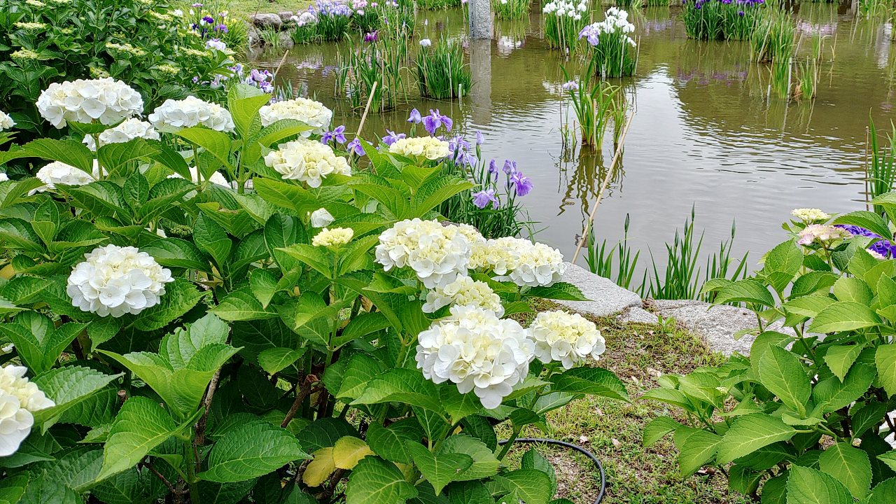 太宰府天満宮の菖蒲と紫陽花