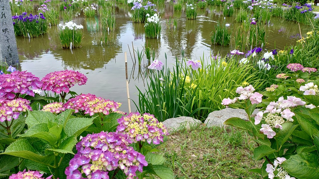 太宰府天満宮の菖蒲と紫陽花