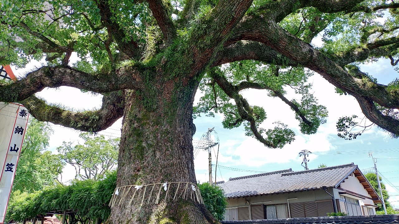 須賀神社の御神木