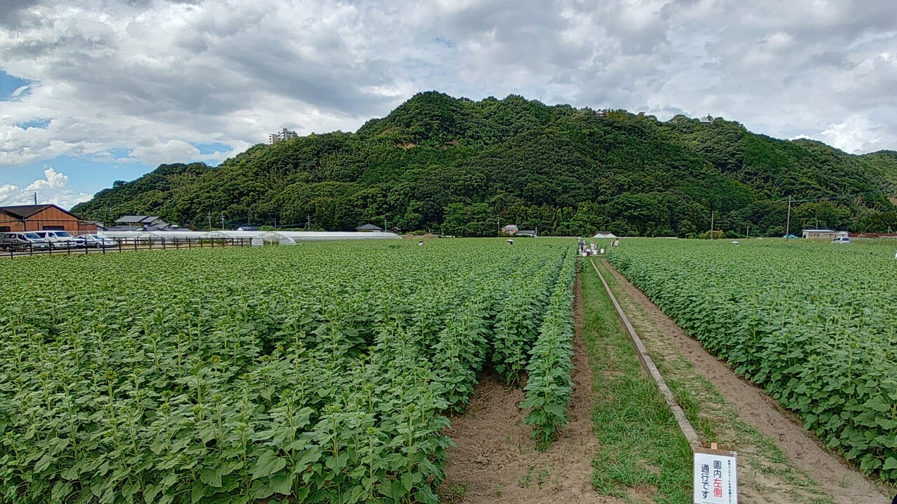 道の駅原鶴のひまわり畑