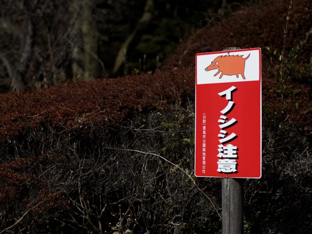 イノシシ注意の看板