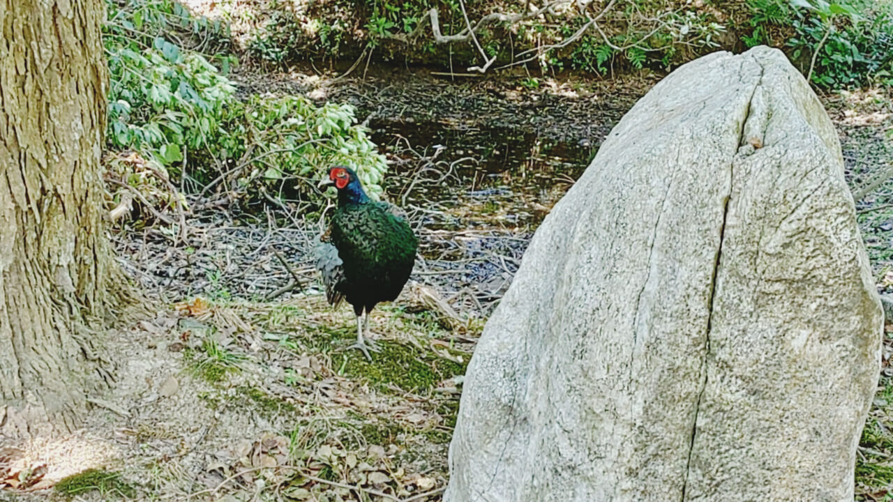 観世音寺の境内にいたキジ