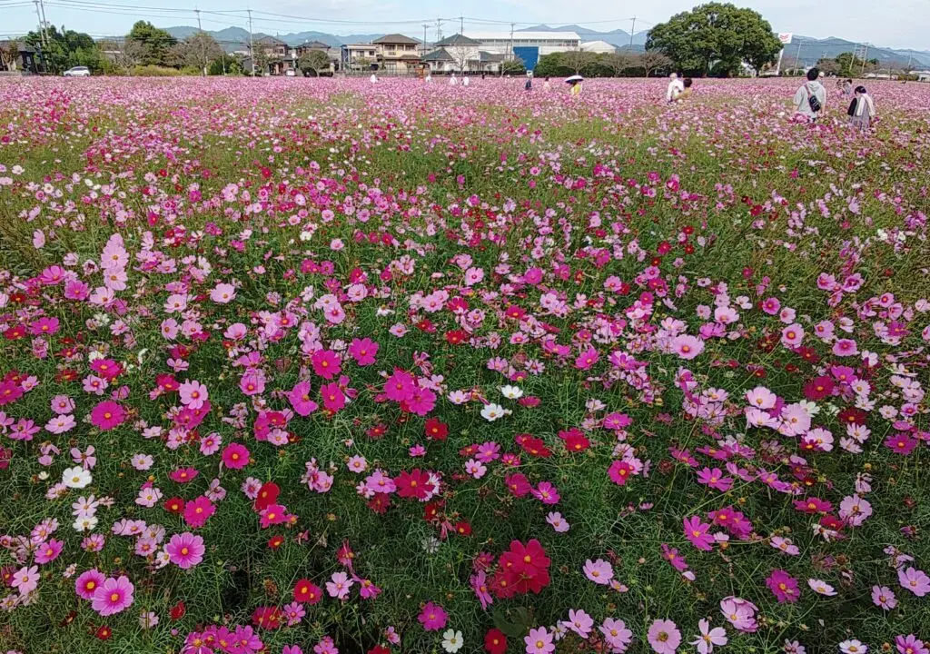 キリンビール福岡工場のコスモス