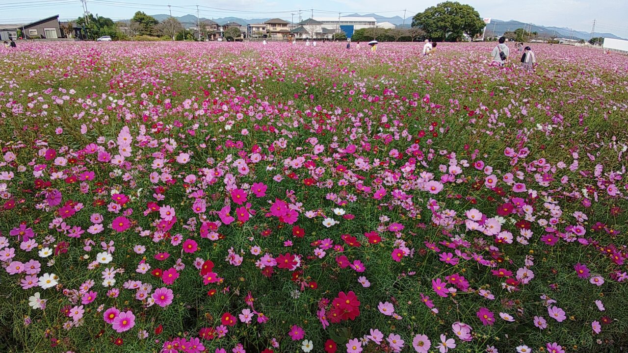 キリンビール福岡工場のコスモス