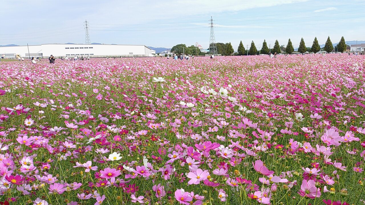 キリンビール福岡工場のコスモス