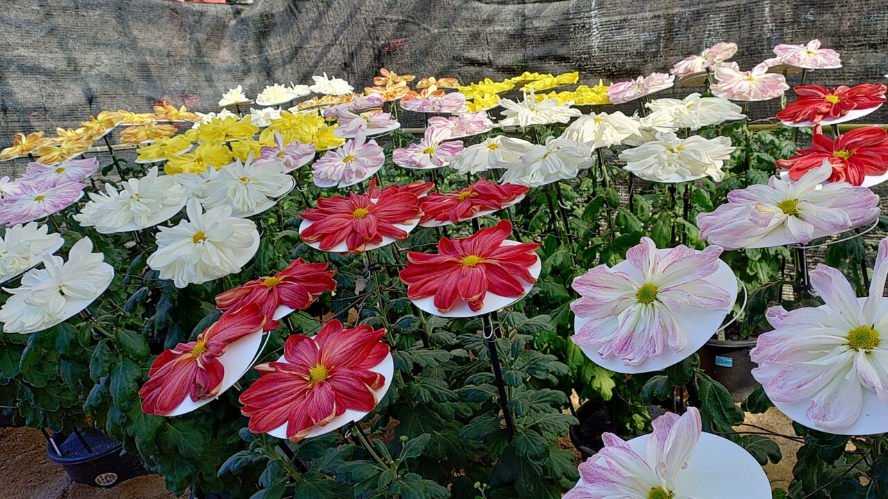 太宰府天満宮菊花展の一文字菊