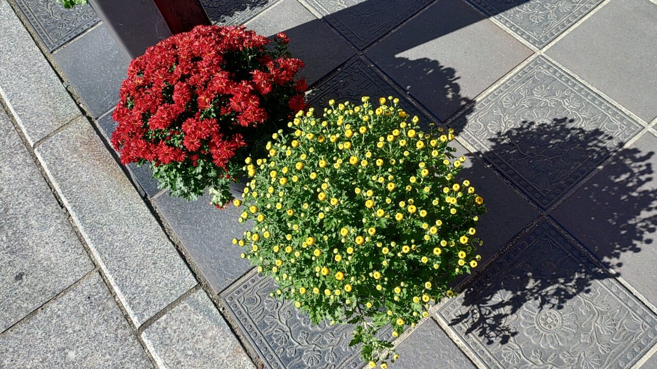 太宰府天満宮参道の菊