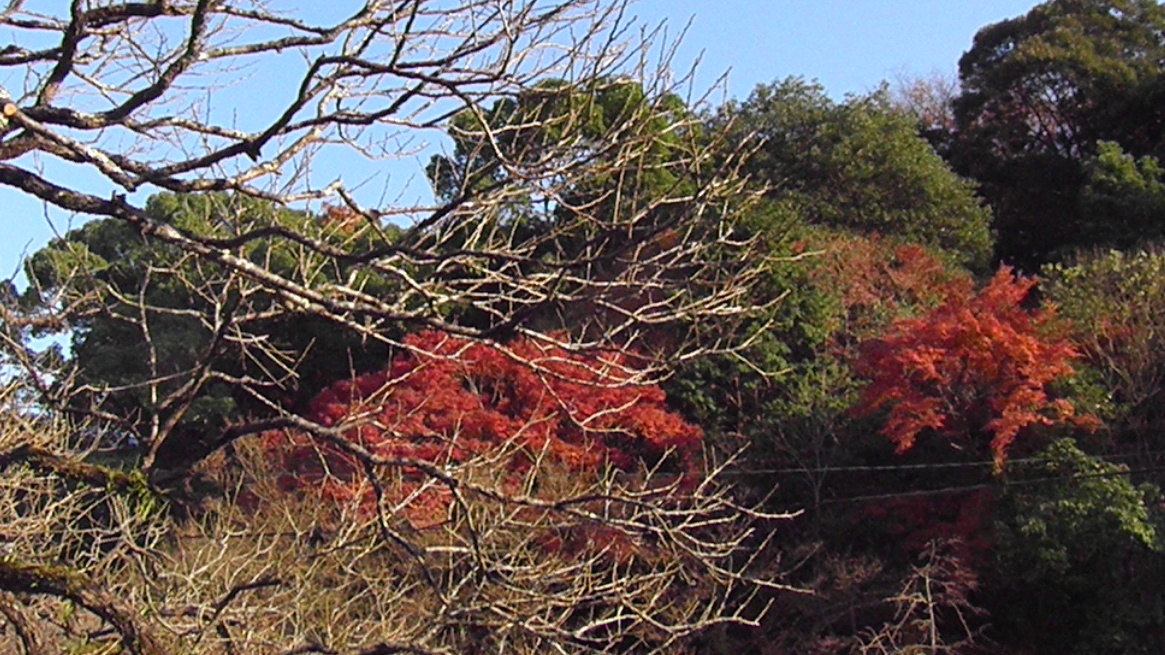 太宰府天満宮の紅葉