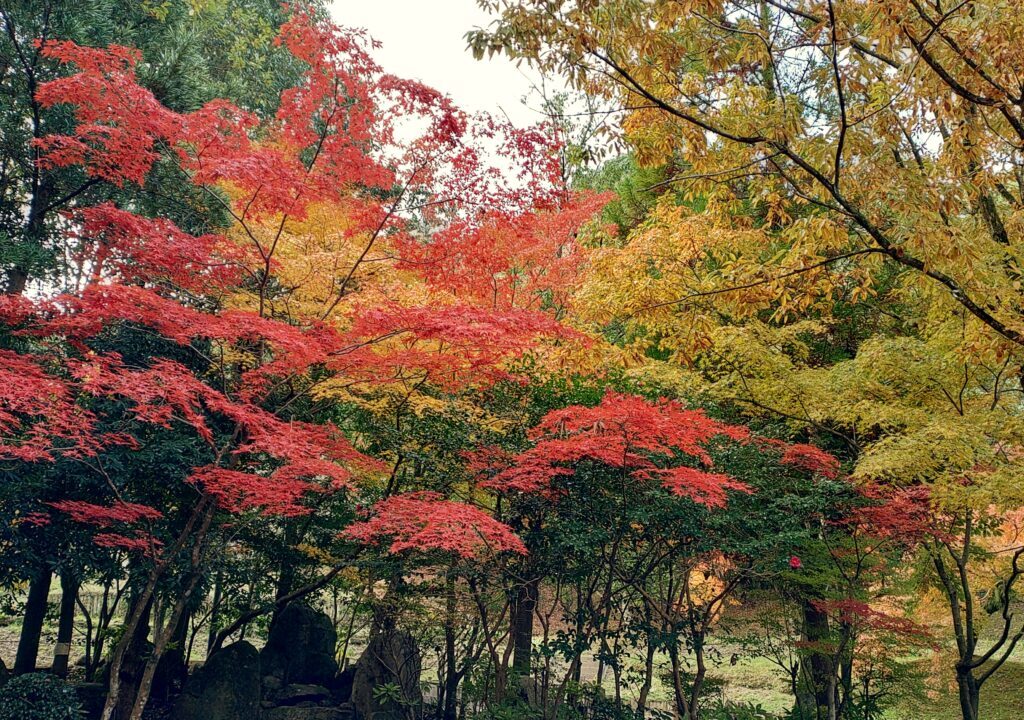 天拝山歴史自然公園の紅葉