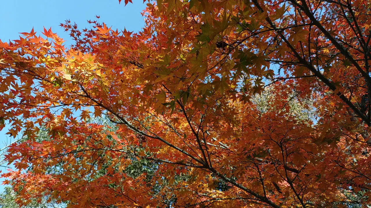 天拝山歴史自然公園の紅葉