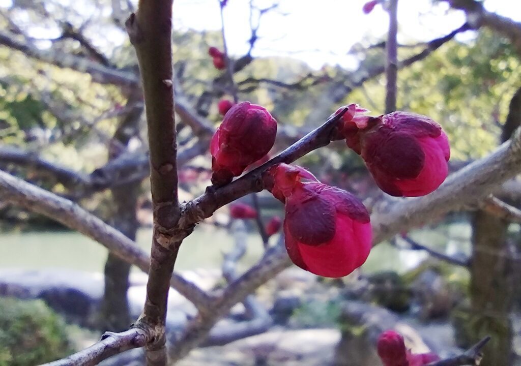 梅の花の蕾