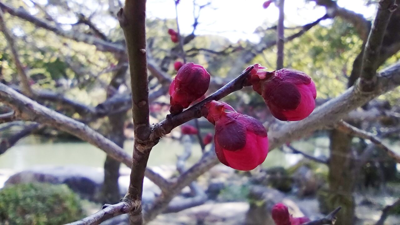 梅の花の蕾