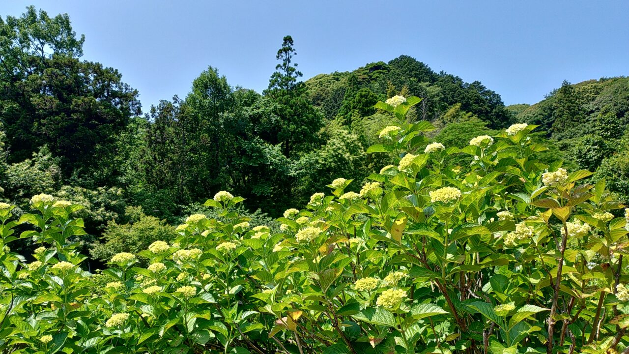 天拝公園あじさい園