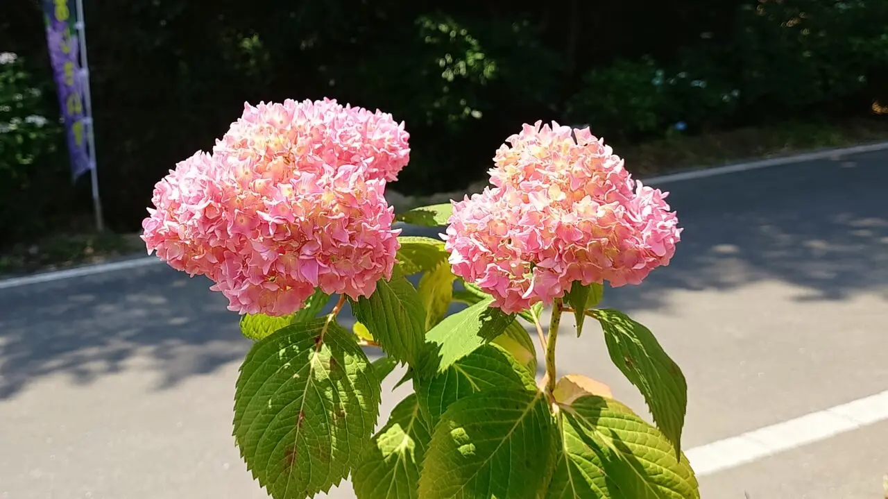 天拝公園あじさい園
