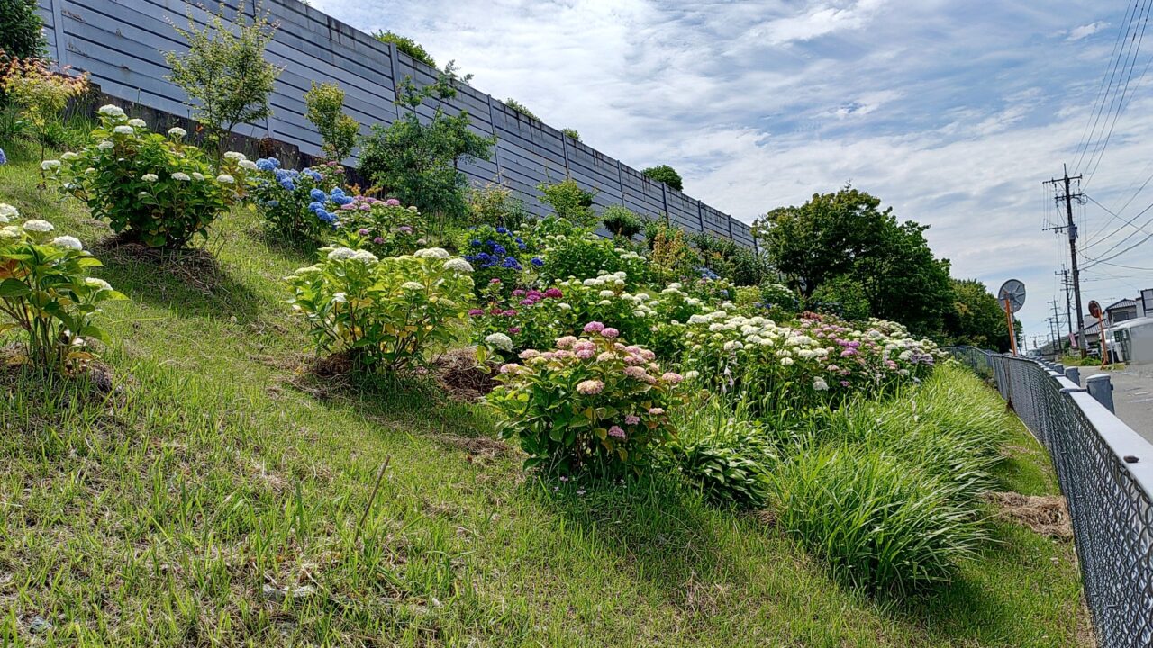 塔原のあじさい