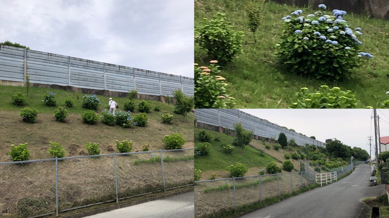 塔原のあじさい