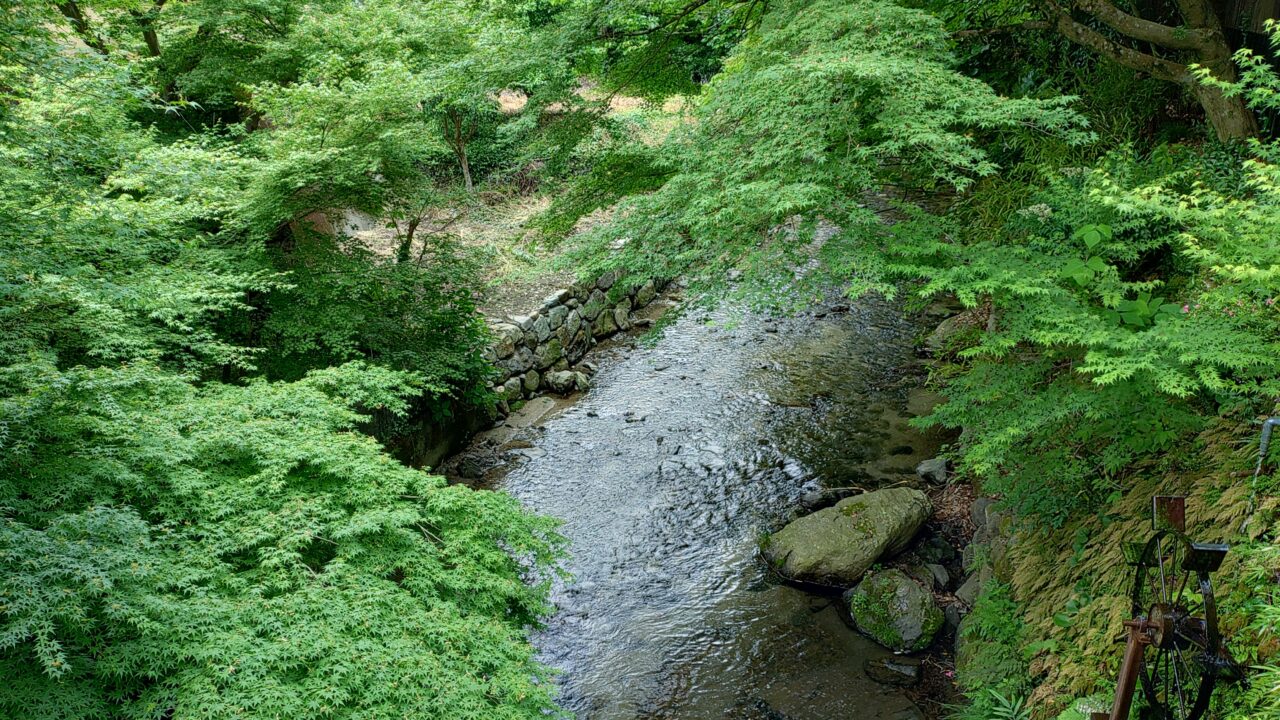秋月の野鳥川