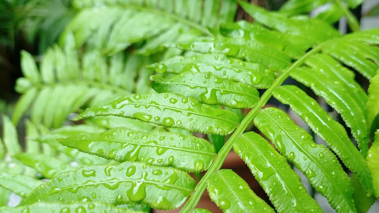 筆者撮影のシダと雨粒
