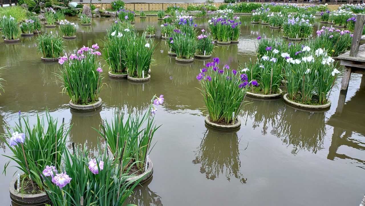 太宰府天満宮の花菖蒲