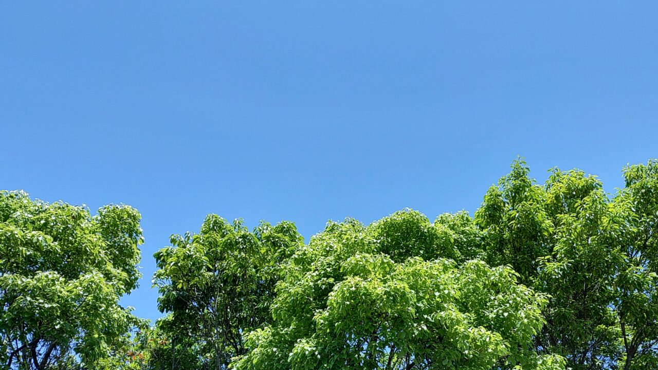 夏の空