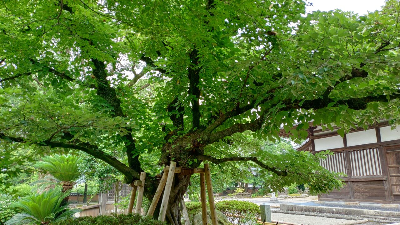 戒壇院の菩提樹
