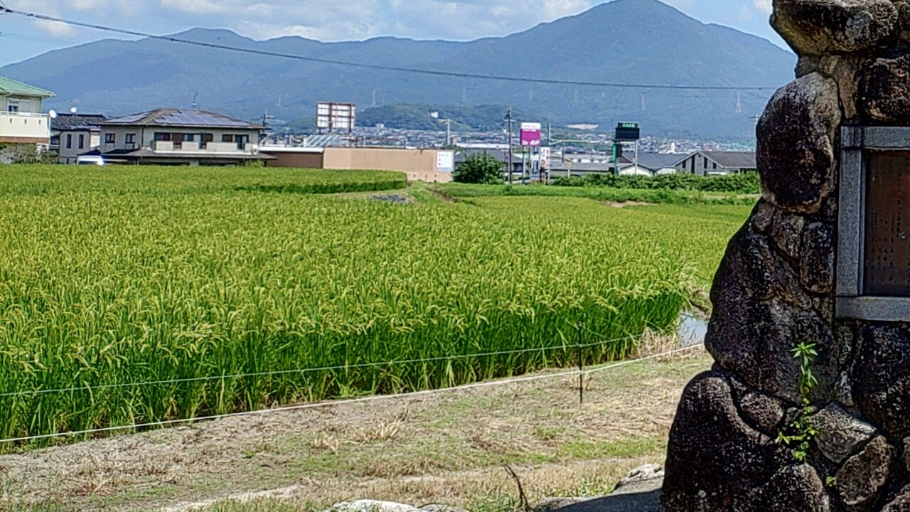 田んぼ