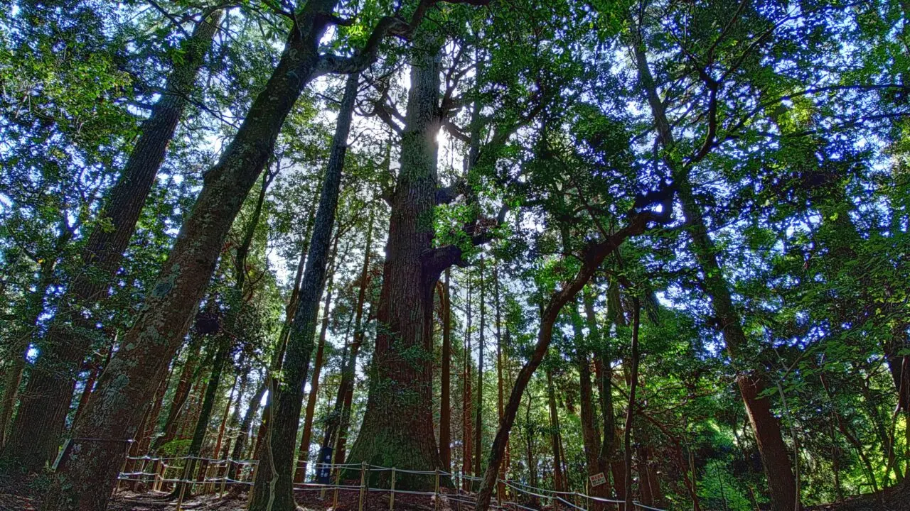 小石原の行者杉