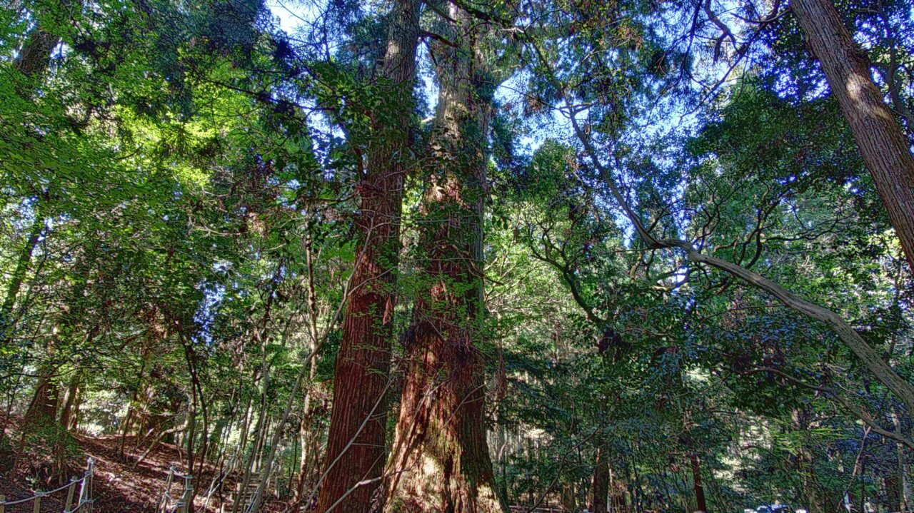 小石原の行者杉
