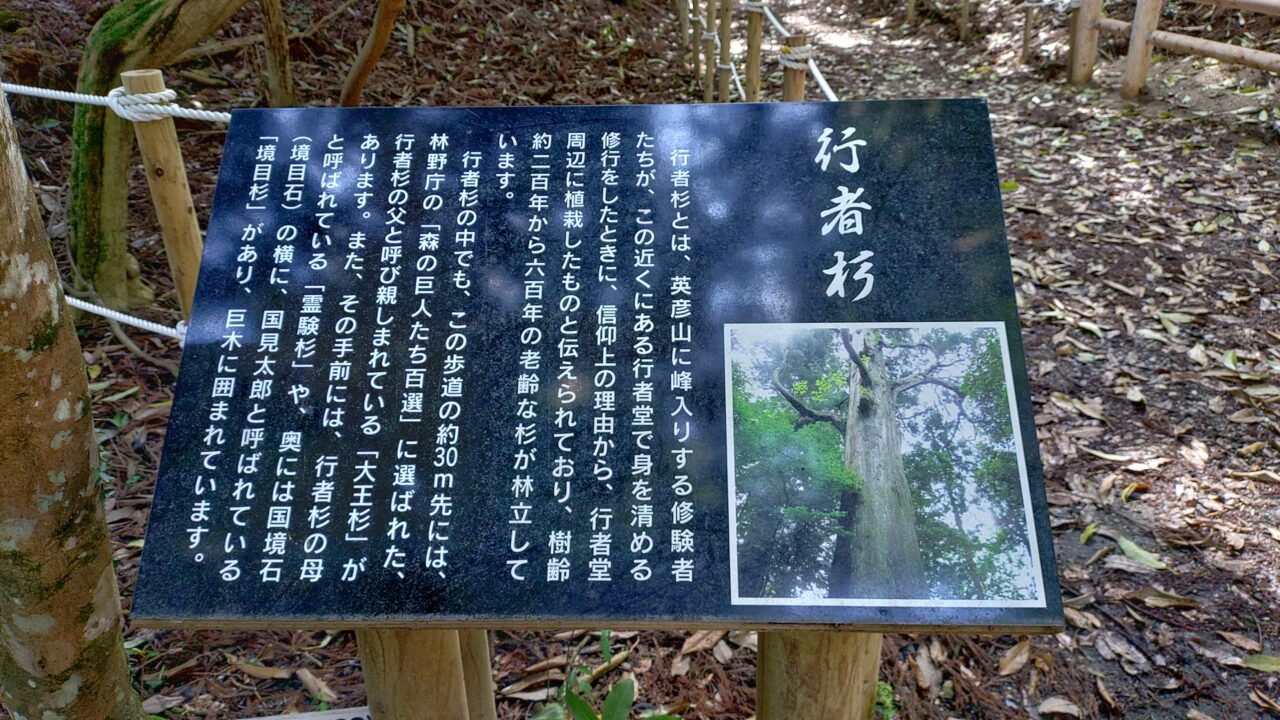行者杉の説明板