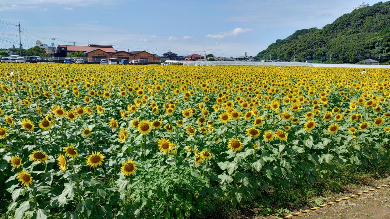杷木大ひまわり園