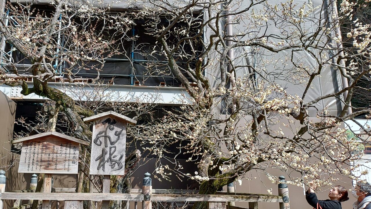 太宰府天満宮の飛梅